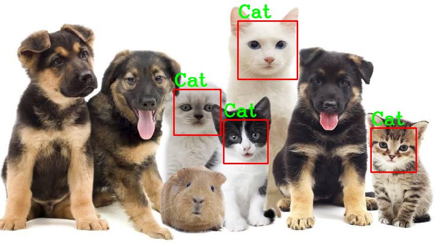猫脸识别效果